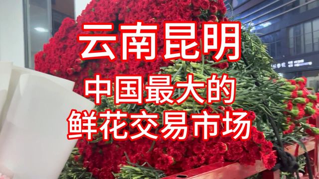 中国最大的鲜花交易市场:云南昆明斗南ⷦ𝮥”ⷨˆꦋ广西第一人