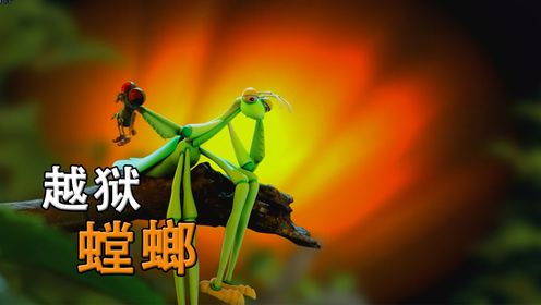 越狱螳螂：生态箱里的螳螂想要去看看外面的世界！
