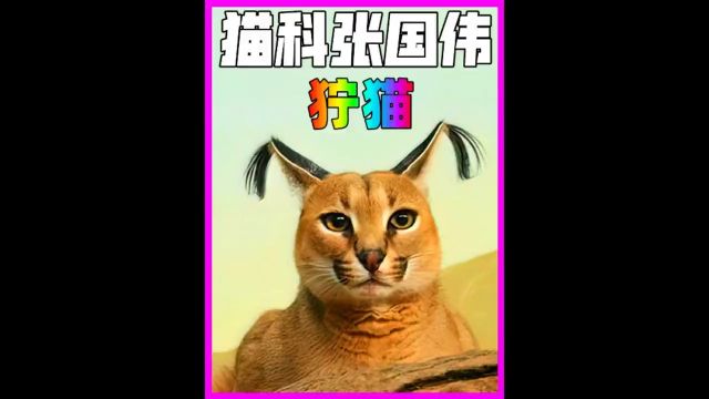 喵中的张国伟,狞猫抓鸟有一手万物皆有灵性奇妙的动物猫猫科动物