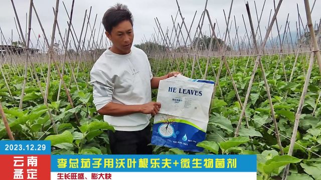 微生物菌剂李总说:“与其他产品相比,沃叶根乐夫生根快.”青茄前期根系非常不好、长势很差,用夫沃施生根套餐,长势恢复,生长旺盛.