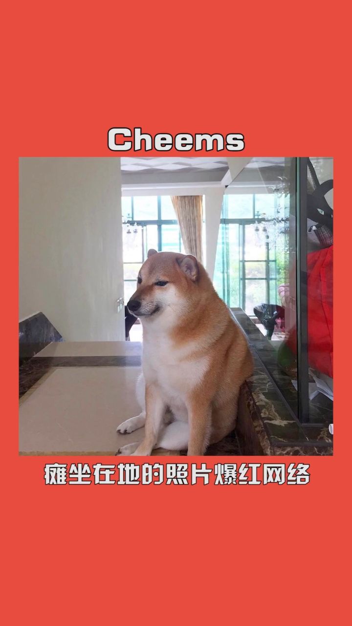 cheems手机高清壁纸图片