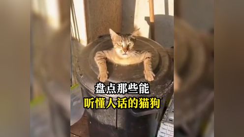 盘点那些能听懂人话的猫狗#萌宠 #狗狗 #猫咪 #听懂人话的动物 #专治不开心