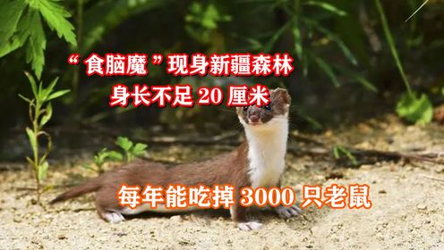 “食脑魔”现身新疆森林，身长不足20厘米，每年能吃掉3000只老鼠