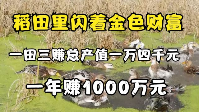 稻田里闪着金色财富,一田三赚总产值一万四千元,一年赚1000万元