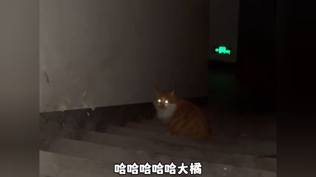 那些会说话的猫咪,来看看哪个最有人样?