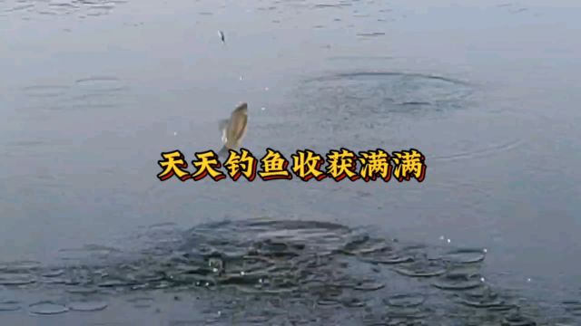 天天钓鱼收获满满