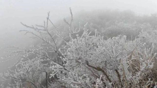 清远迎来2024年广东首场雪,连山金子山现雾凇景观