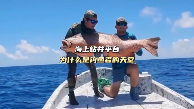 海上石油钻井平台为什么是钓鱼爱好者的天堂?