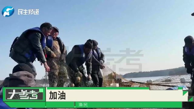 河南信阳:起网啦!南湾湖冬捕火热进行中,几十斤大花鲢跃然出水,沉浸式感受冬捕的喜悦