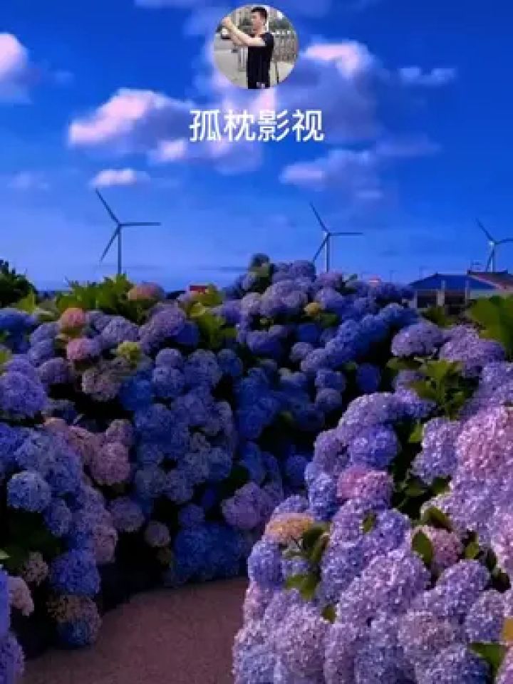 在这遇见紫色花海 #人间仙境美如画