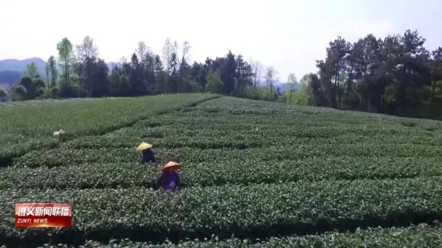 【视频】湄潭:数字赋能 小茶叶大“智”慧