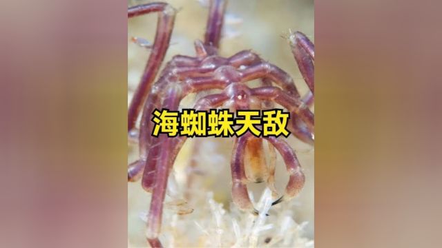 古老的海蜘蛛,为何被称为最废的生物?看完你就懂