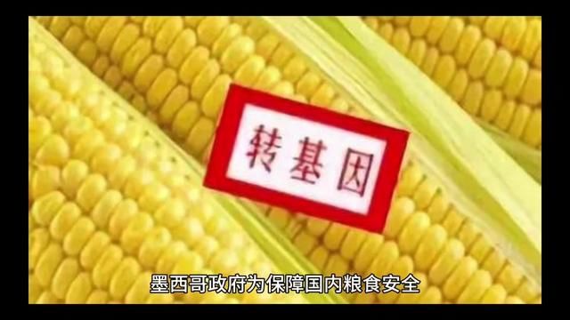 墨西哥政府为保障国内粮食安全,决定全面禁止种植和销售转基因玉米