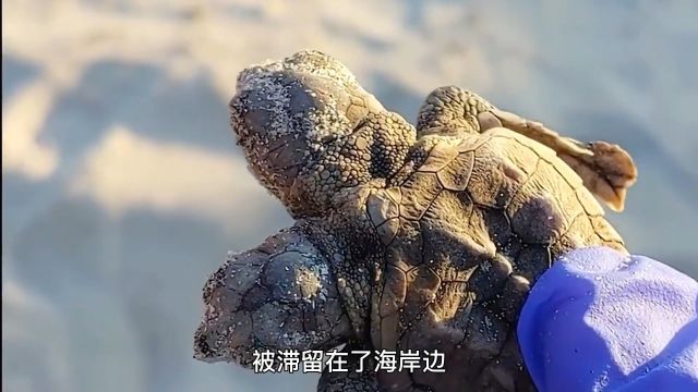 十大神奇的双头生物,最后一个你绝对想不到!