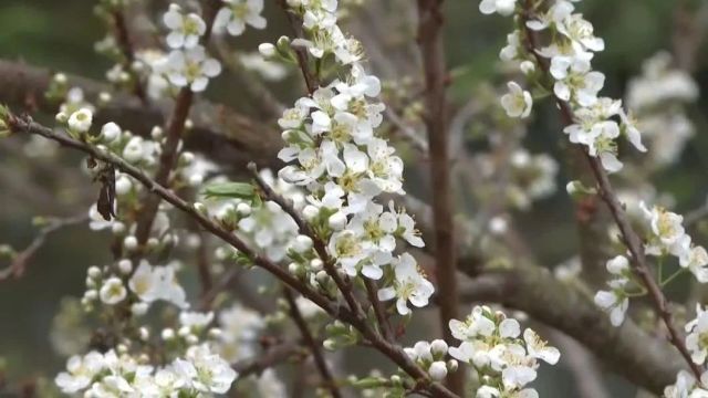 平远河头:千树万树李花开 如云似雪待春来