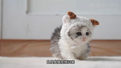 【米努特与曼基康短腿猫品种介绍与辟谣！