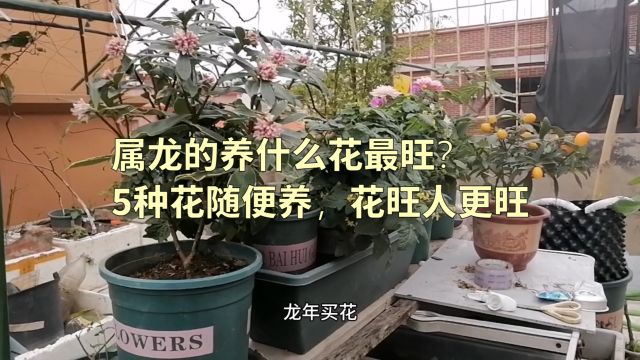 属龙的养什么花最旺?5种花随便养,花旺人更旺