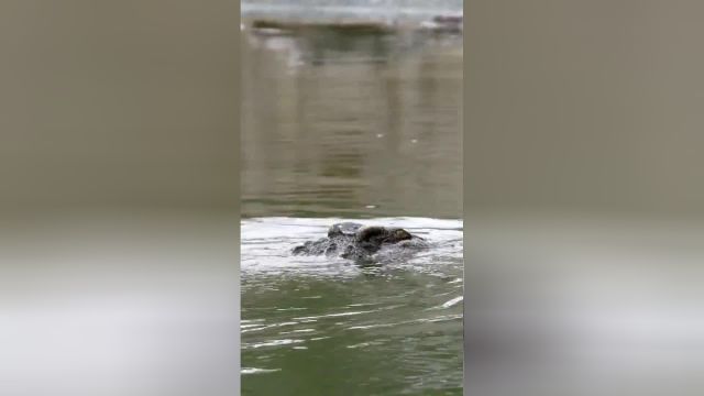 你听过鳄鱼的叫声吗?公鳄鱼、母鳄鱼叫声竟然也不同