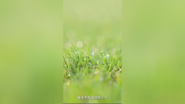 草坪养护员黎所来夫妇三年来无惧寒暑,全方位维护修剪,悉心陪伴绿草茵茵