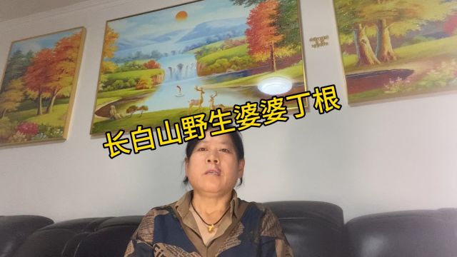 蒲公英又叫“婆婆丁”是个宝,你了解它的历害用途吗