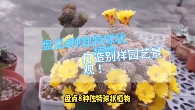 盘点8种独特球状植物,打造别样园艺景观!