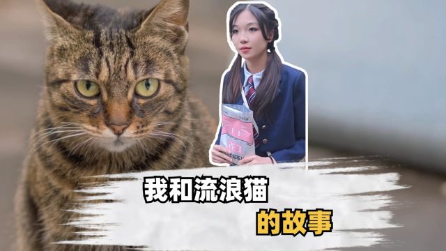 我和流浪猫的故事