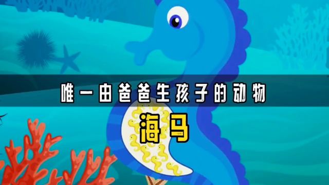 海马是世界上唯一由爸爸生育后代的动物,为什么它们会如此奇特?海马科普一下知识创作人知识