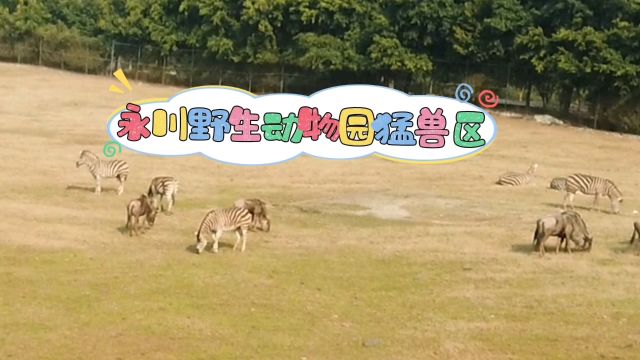 永川野生动物园猛兽区