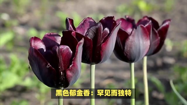 郁金香花语是什么?适合送给谁?