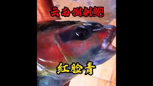 #豆爸先生养鱼日记 #豆鱼路亚 #红脸青鱼 #云南倒刺鲃