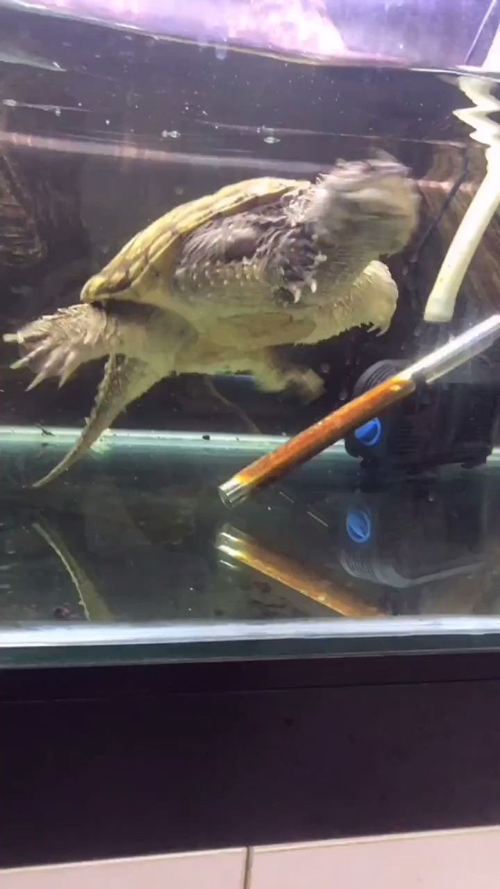 小龙虾吓的脸都绿了