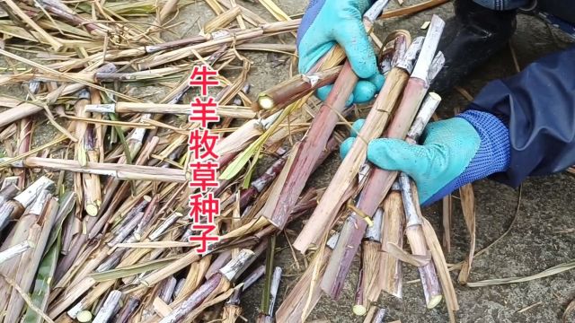 养殖户非常青睐的牛羊牧草,种植方法简单,出苗快#牧草种子 #助力三农 #牧草