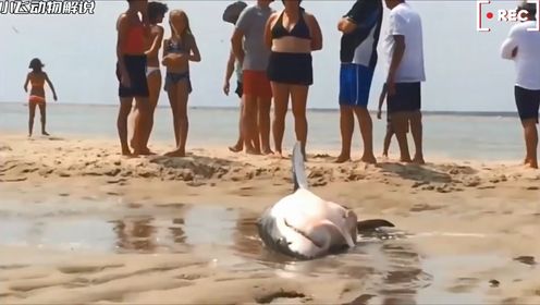 这只鲨鱼不幸搁浅在沙滩上奄奄一息，需要紧急救助！