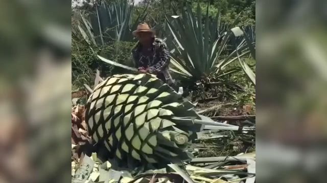 龙舌兰到底是怎么变成酒的,一探究竟,#龙舌兰酒生产过程,#龙舌兰