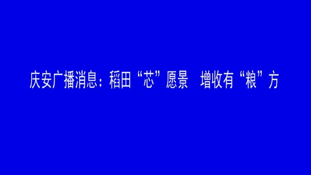 庆安广播消息:稻田“芯”愿景 增收有“粮”方