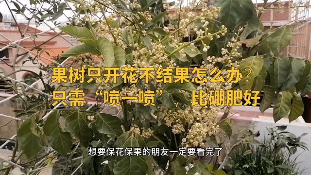 果树只开花不结果怎么办?只需“喷一喷”,比硼肥好