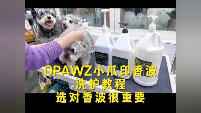 OPAWZ小爪印香波日常洗护教程 选对香波很重要,感谢南京COCO老师指导分享#OPAWZ小爪印 #宠物美容师 #狗狗美容师