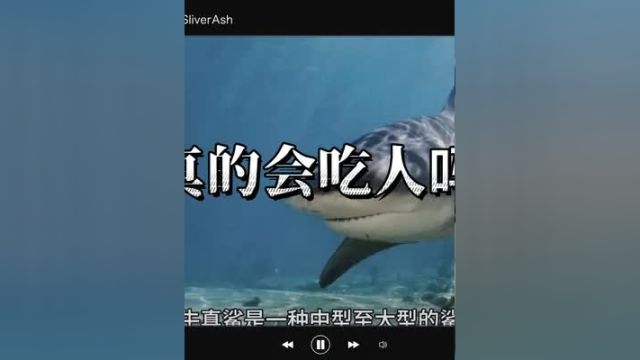 公牛真鲨,它真的会主动攻击人类吗?海洋生物 科普知识 深海巨物 鲨鱼 北海