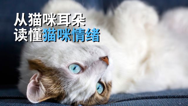 从猫咪耳朵读懂猫咪情绪