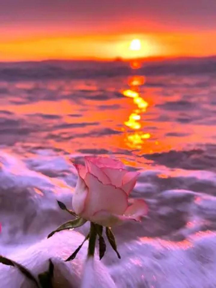 今天是3月7日女生节 被你艾特看玫瑰海的小美女 要天天开心 永远没有