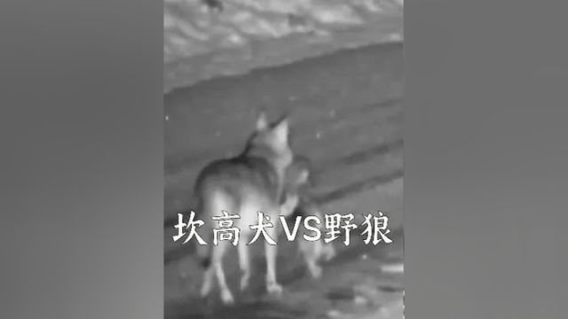 坎高犬消失一夜未归 坎高犬 野生动物 户外 动物