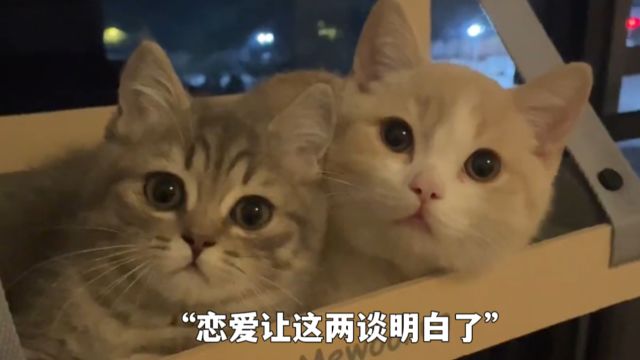 全网最拟人的猫夫妻,每天的互动像极了,人类生活实情的写照