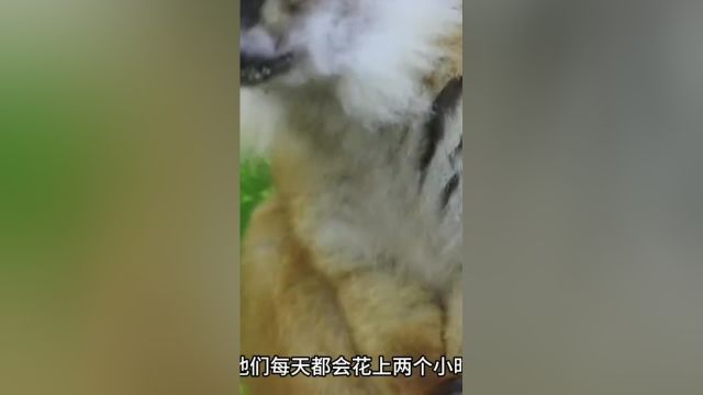 猴中瘾君子之《狐猴》动物科普狐猴动物世界动物的迷惑行为##1