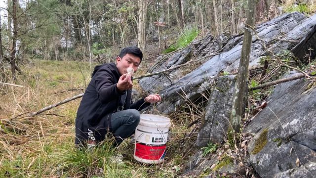 喂小羊仔吃火锅,农村小哥上山找蘑菇,发现了一窝