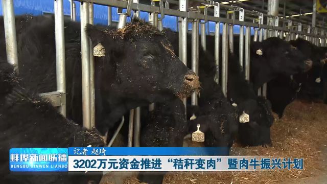 3202万元资金推进“秸秆变肉”暨肉牛振兴计划