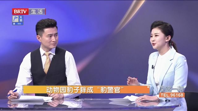 动物园豹子胖成“豹警官”