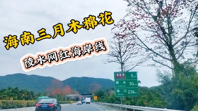 海南三月木棉花之环岛旅游公路,陵水网红通海公路,无人机很出片