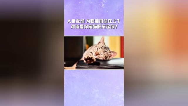 人宠互动,为啥猫爪一直在上?