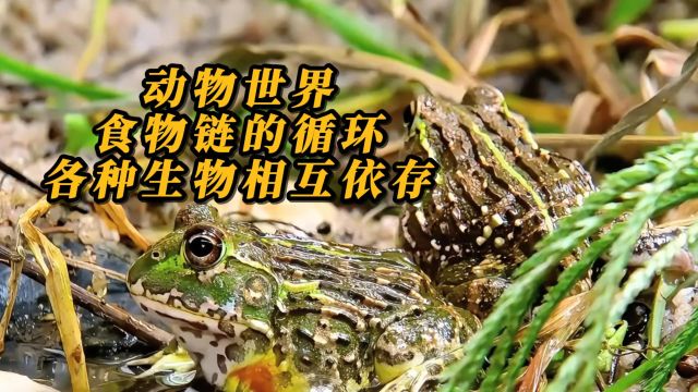 动物世界:食物链的循环,各种生物相互依存.你吃它,它又吃其他生物,形成了一个错综复杂的食物网络