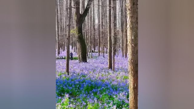 能引来凤凰的校园 旅行推荐官 航拍 总要来趟南京吧 小助手